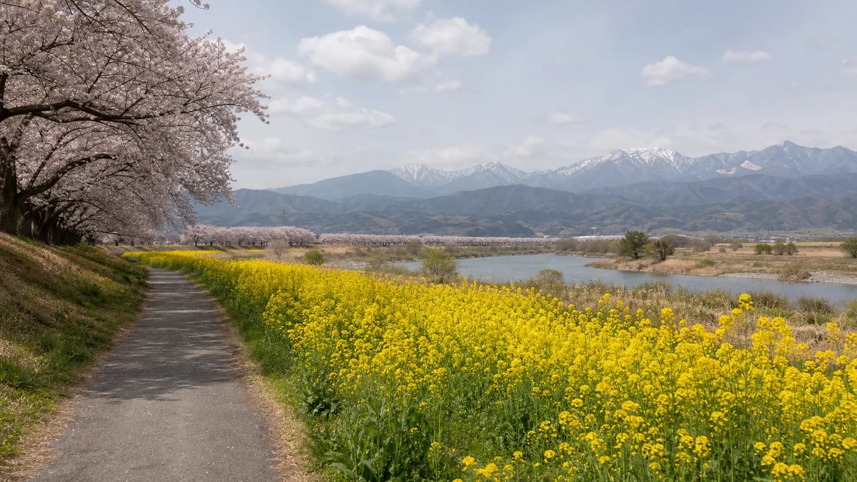让人联想到千曲川沿岸油菜花与樱花散步景色的照片风格示意图