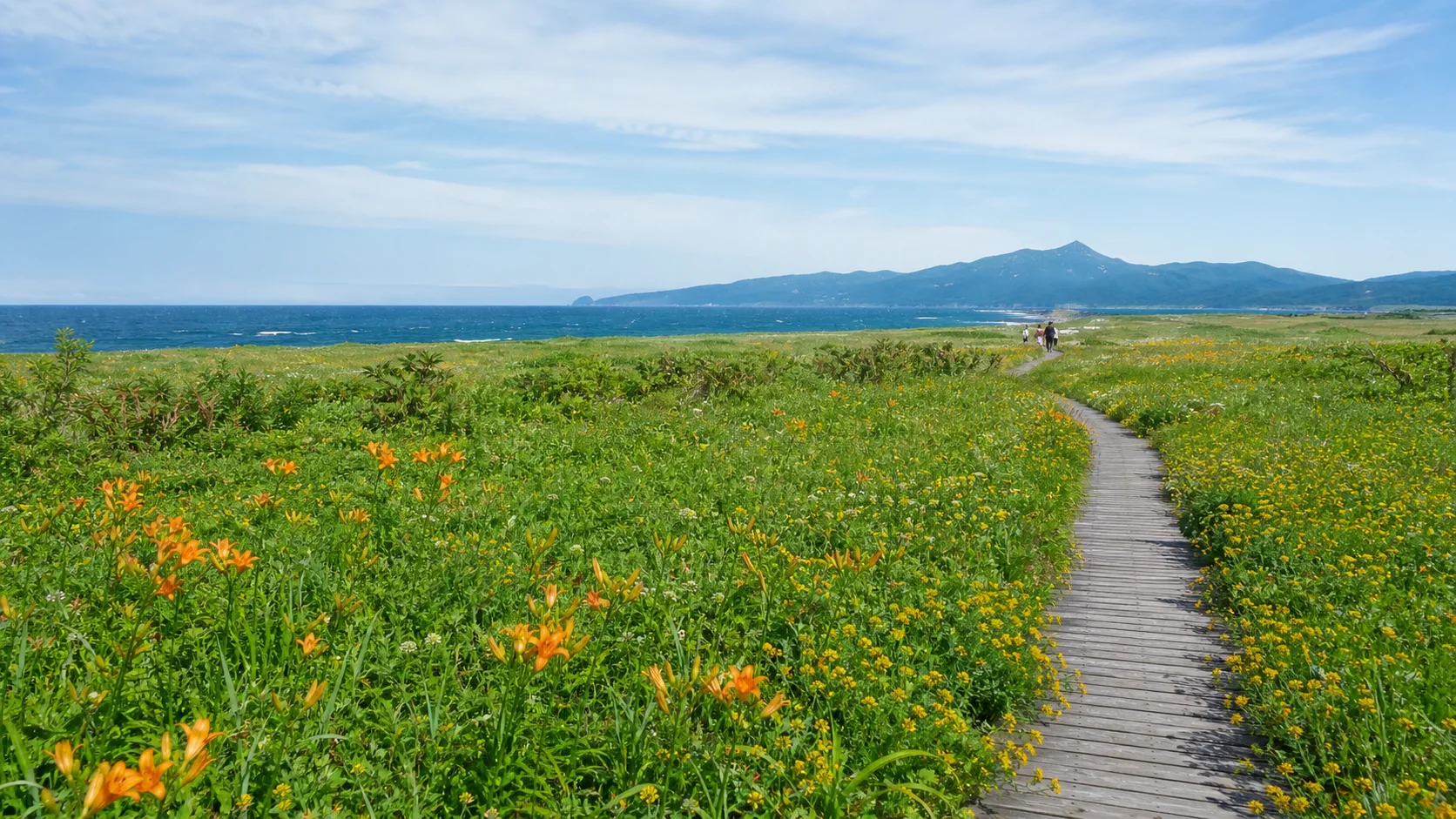 夏の花と海辺の散策を思わせる写真調イメージ