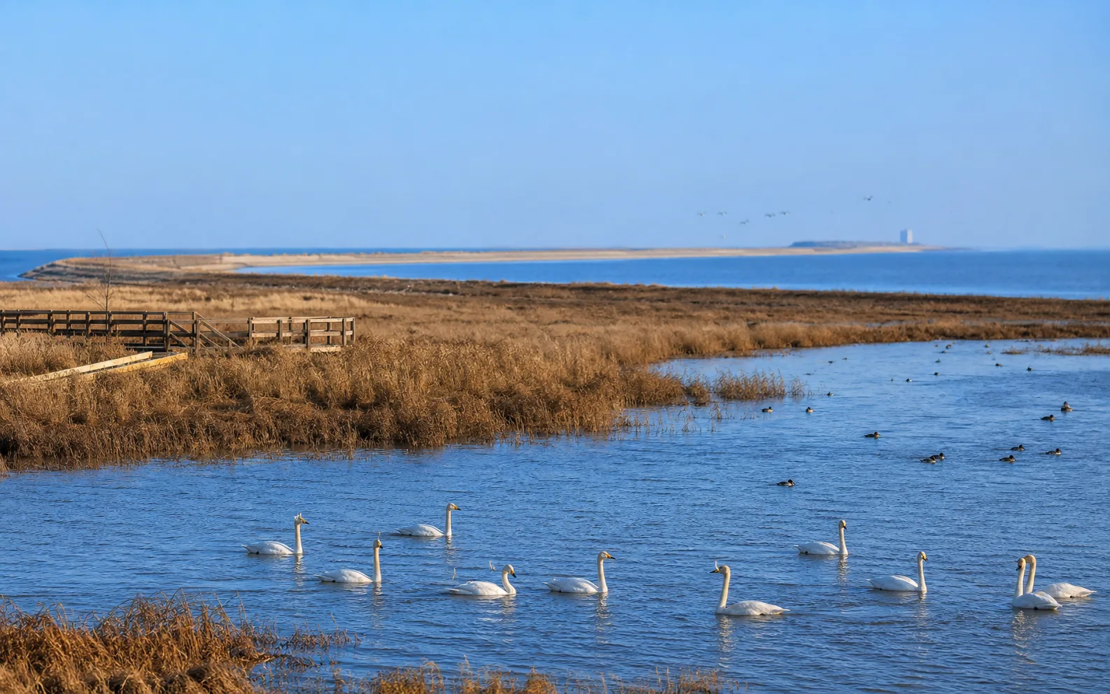 野付湾と白鳥台を思わせる海辺の湿地風景