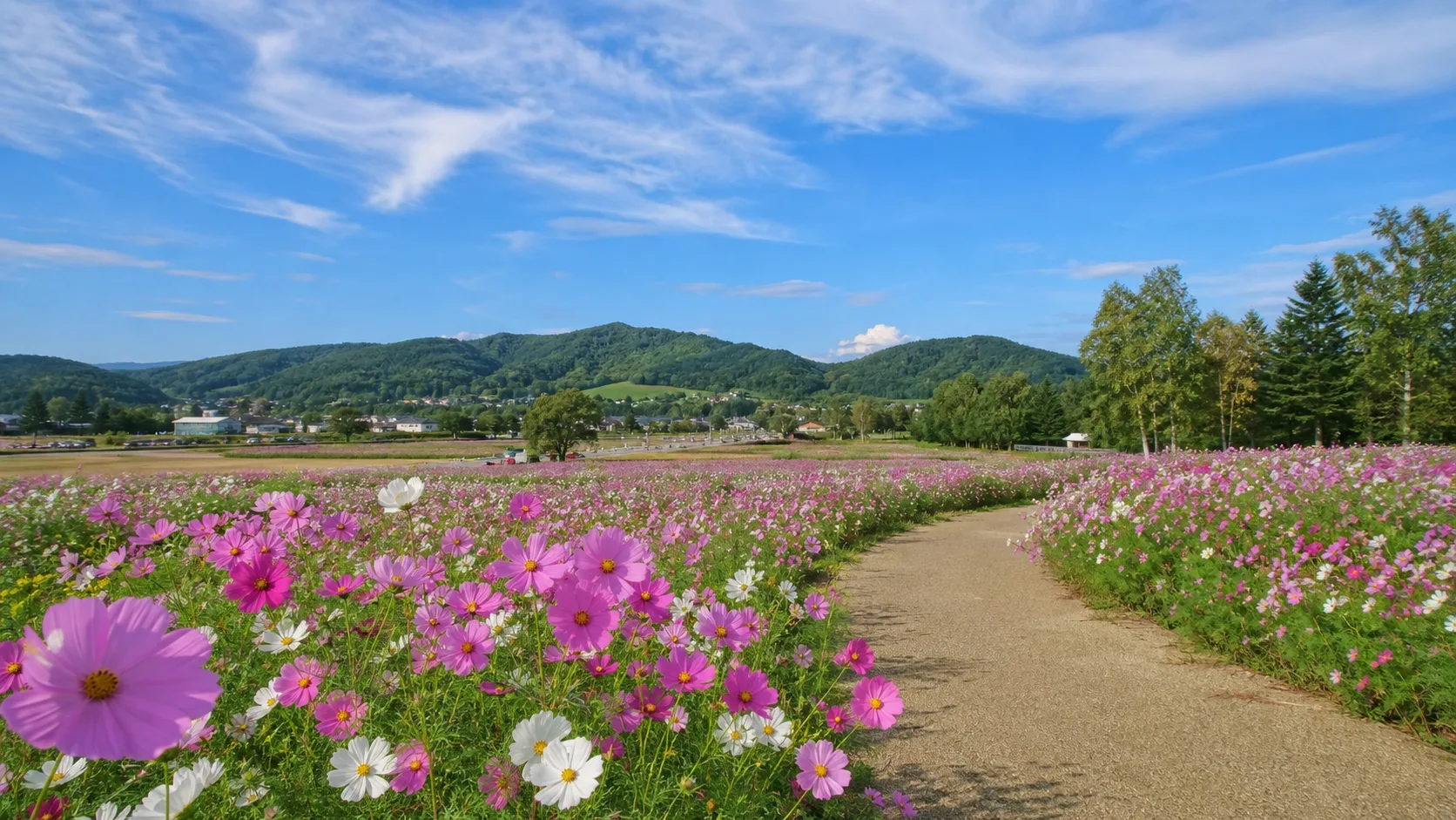 太陽の丘えんがる公園のコスモスを思わせる季節ドライブのイメージ