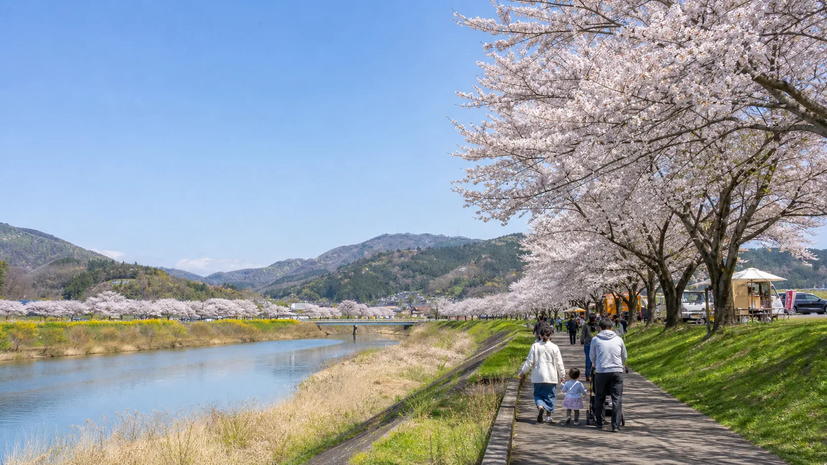 斉内川堤や八乙女公園の桜散策をイメージした写真