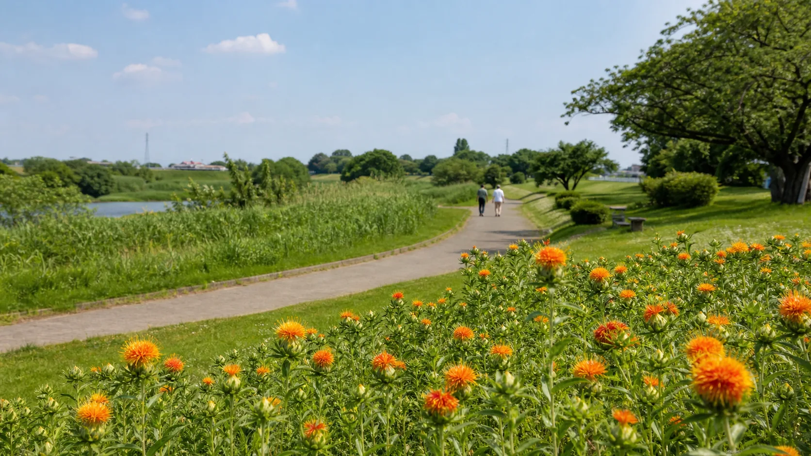 べに花と水辺の寄り道を表す写真調素材