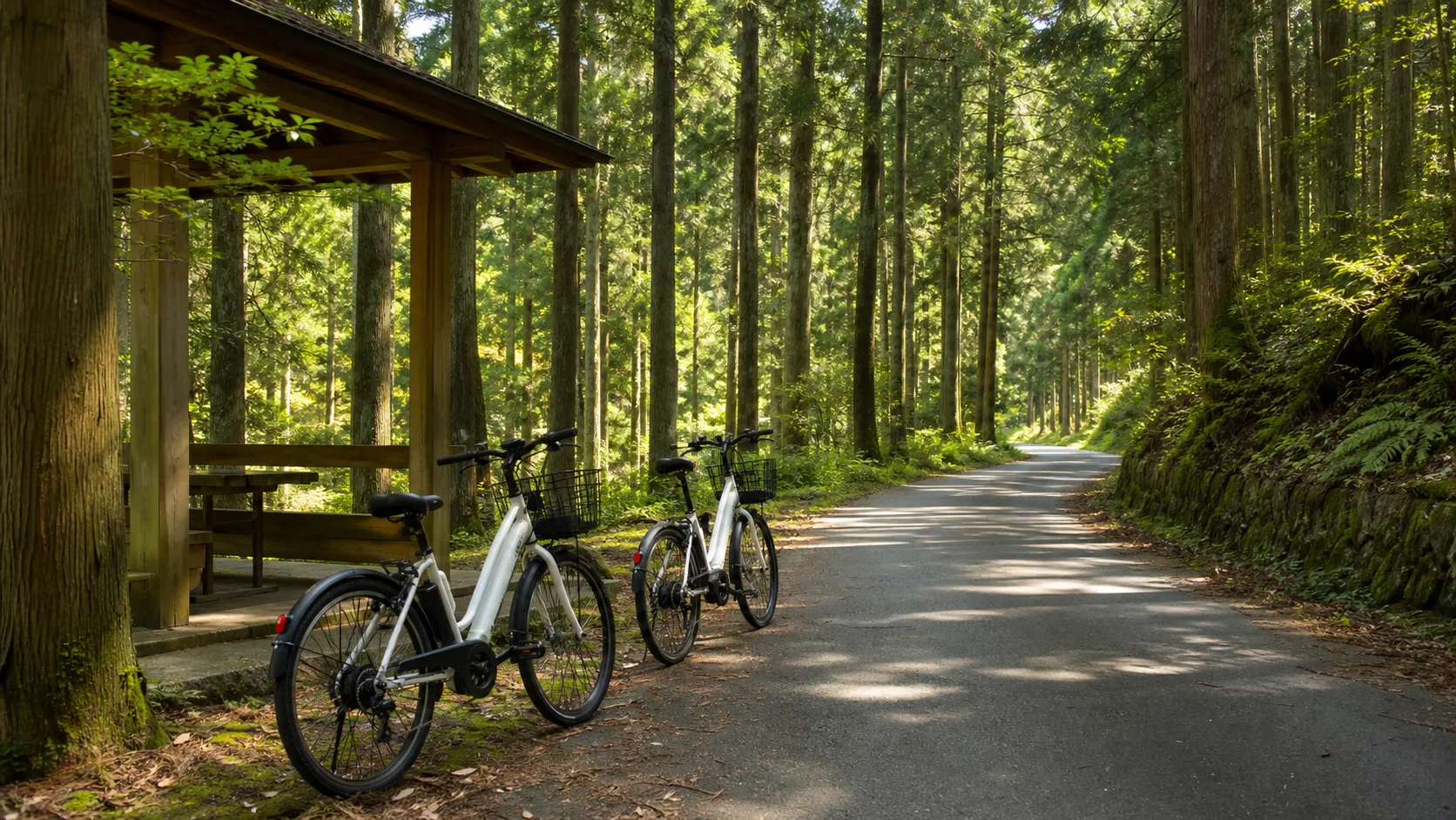 森林セラピーとレンタサイクルを思わせる杉林の道のイメージ写真
