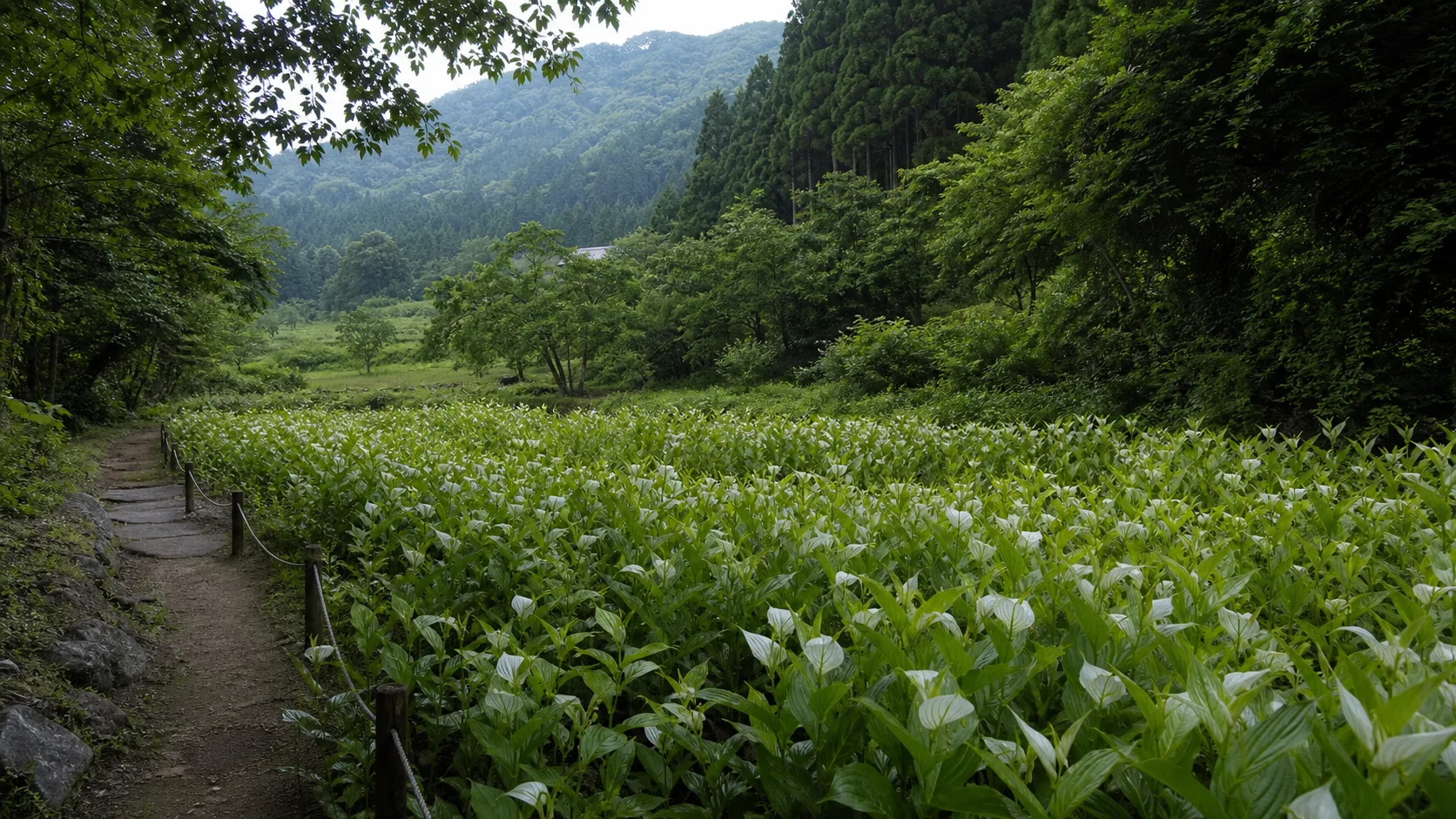 岡田の谷の半夏生園のアイキャッチ