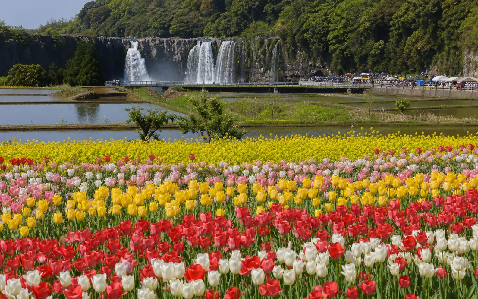 春の花畑と滝周辺のイメージ